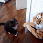 cat-fighting.gif